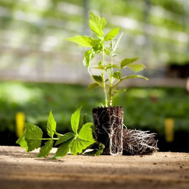 Jiffy Preforma 72 Dillen & Landmark Vent