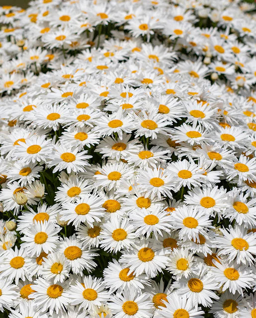 West Coast Seeds (Madonna Chrysanthemum Seeds)