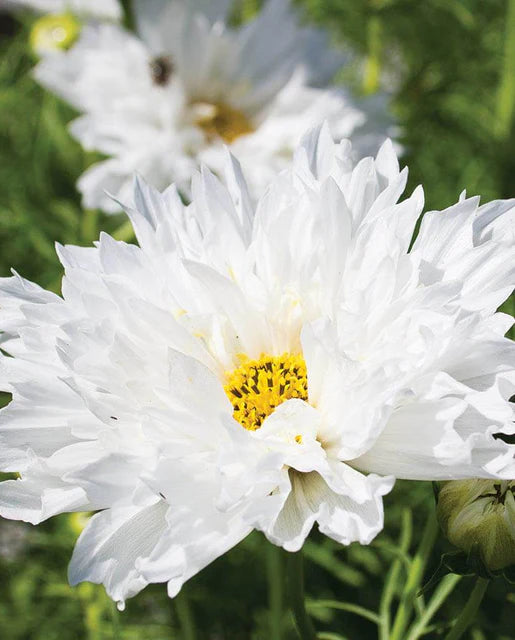 West Coast Seeds (Snow Puff Cosmos Seeds)