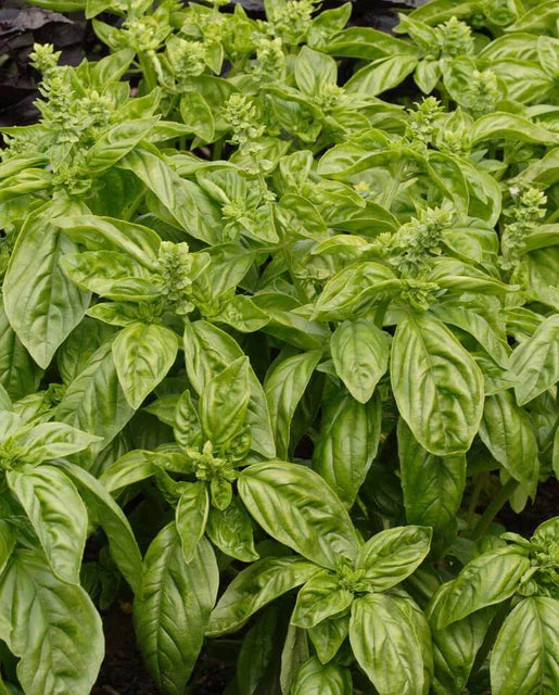 West Coast Seeds Sweet Basil Organic Urban Grow Garden Supply