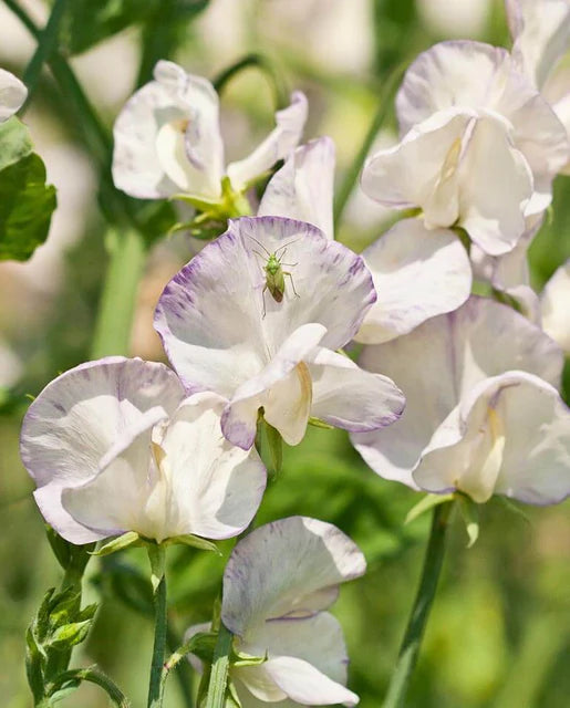 West Coast Seeds (High Scent Sweet Peas)
