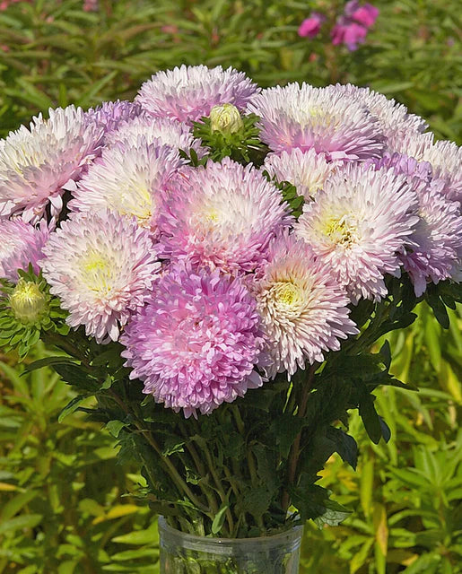 西海岸种子(特大号苹果花紫菀)