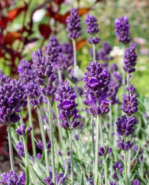 Graines de la côte ouest (Lavance Deep Purple Lavande)