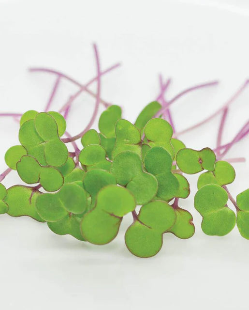 Graines de la côte ouest (chou microvert)