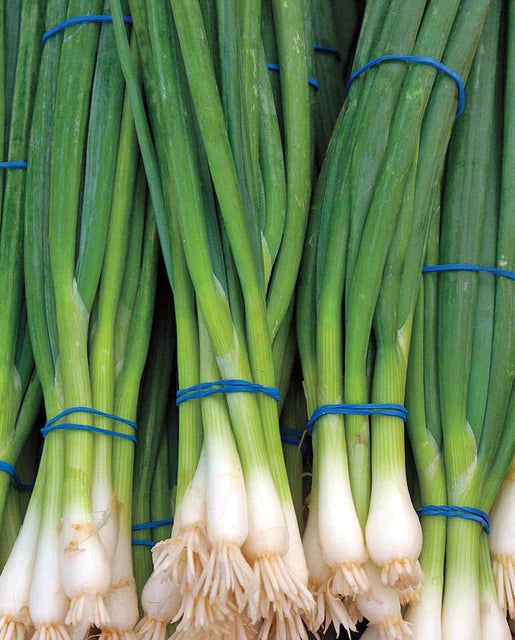 West Coast Seeds (Ramrod Scallions) (Onions)