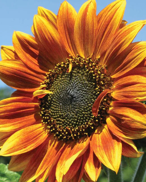 West Coast Seeds (Autumn Beauty Sunflower)