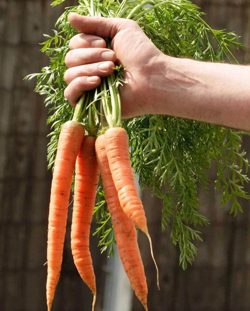 West Coast Seeds (Bolero Carrots)