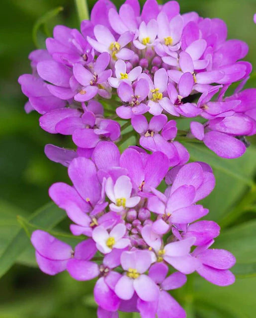 Graines de la côte ouest (graines de fleurs Candytuft Iberis)