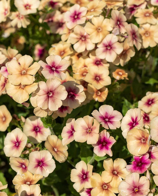 Graines de la côte ouest (graines de fleurs de Phlox cerise caramel)