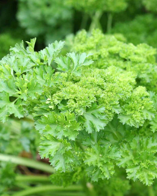 西海岸种子(森林绿欧芹)