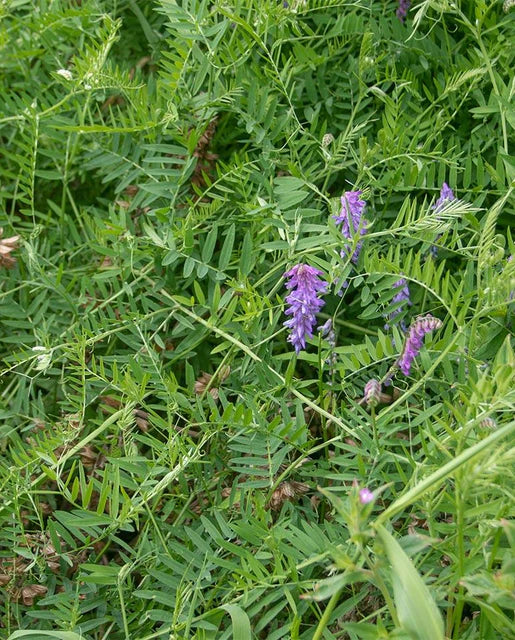 West Coast Seeds (Hairy Vetch) (Organic)