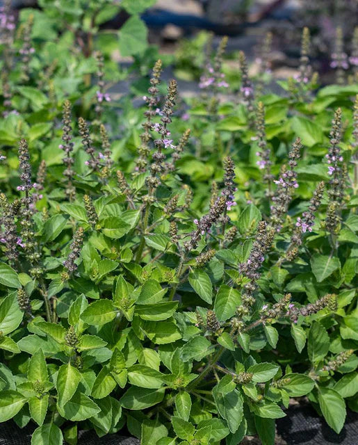 Graines de la côte ouest (basilic sacré) (biologiques)