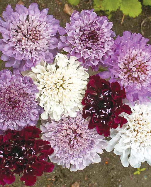 Graines de la côte ouest (mélange impérial de graines de fleurs Scabiosa)