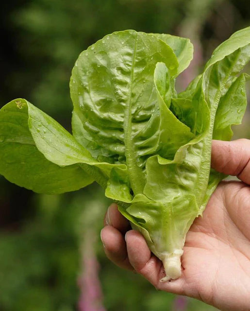 West Coast Seeds (Little Gem Lettuce)