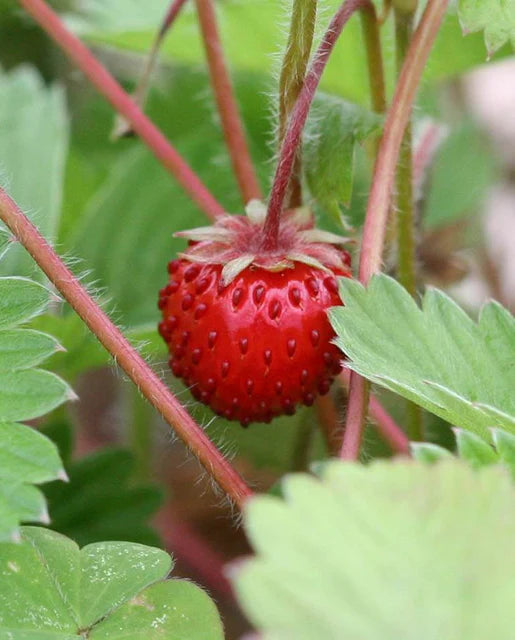 West Coast Seeds (Mignonette Strawberry) (Alpine)