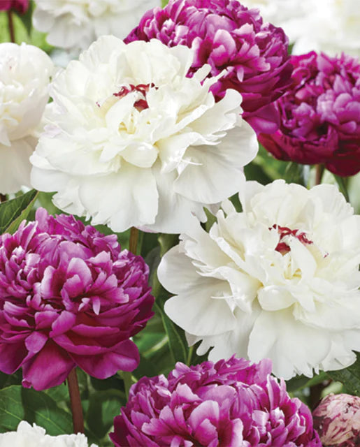 West Coast Seeds (Peony Peace and Patience) (2 Bulbs Per Pack)