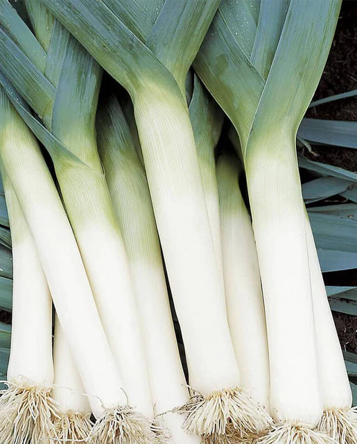 West Coast Seeds (Tadorna Leeks) (Organic)