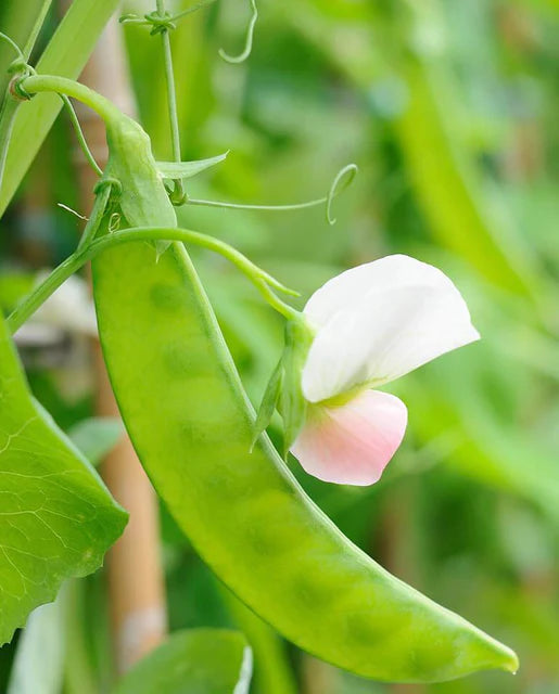 West Coast Seeds (Sugar Lace II Peas)