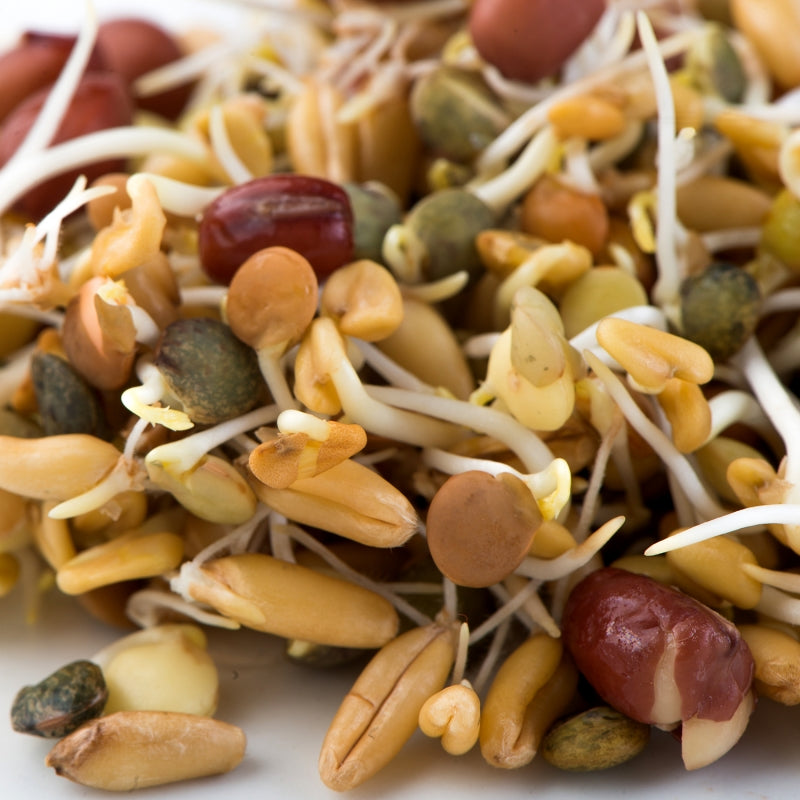 Mumm's Sprouting Seeds Ancient Eastern Blend