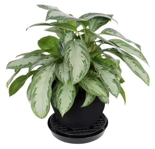 Gro Pro NX Level Pot Elevator - Accessories