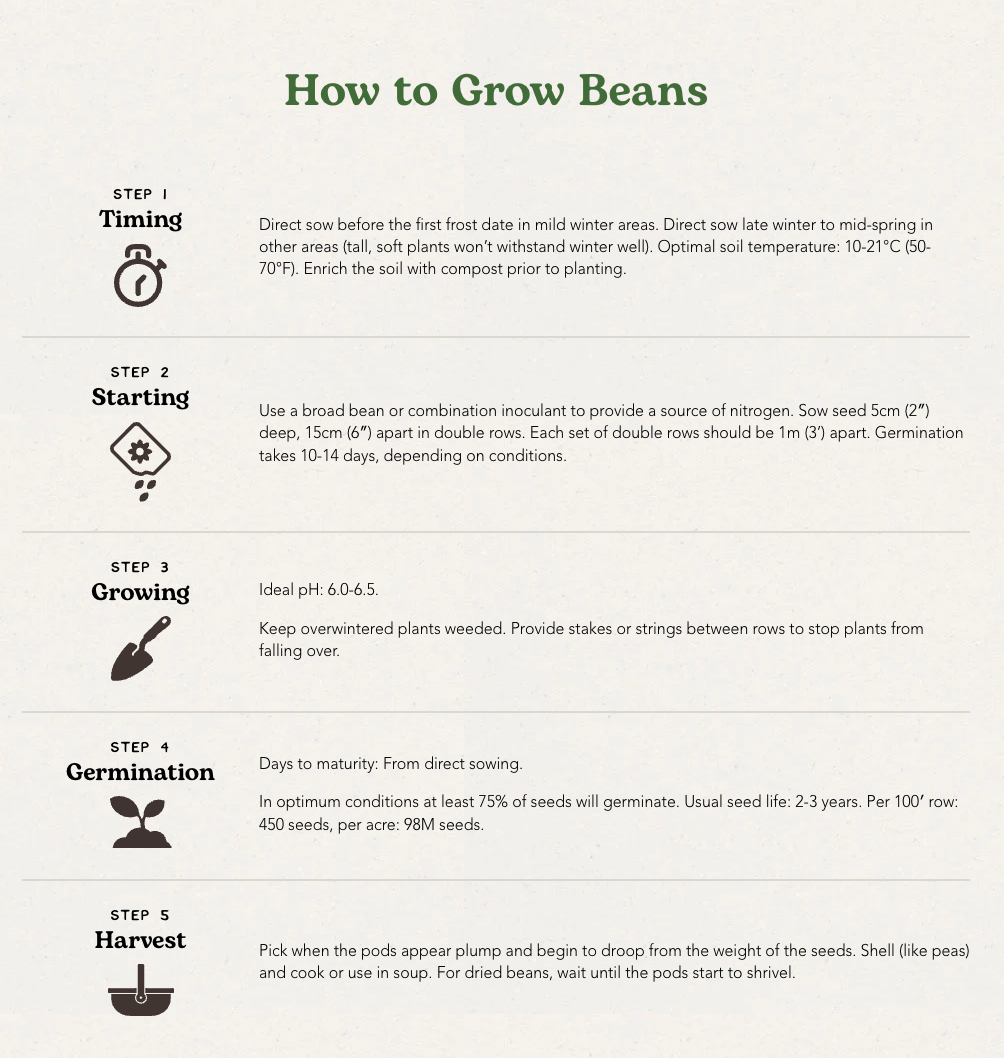 West Coast Seeds (Windsor Beans)