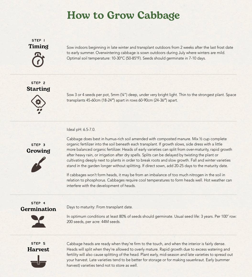 West Coast Seeds (China Express Cabbage) (Sui Choi)