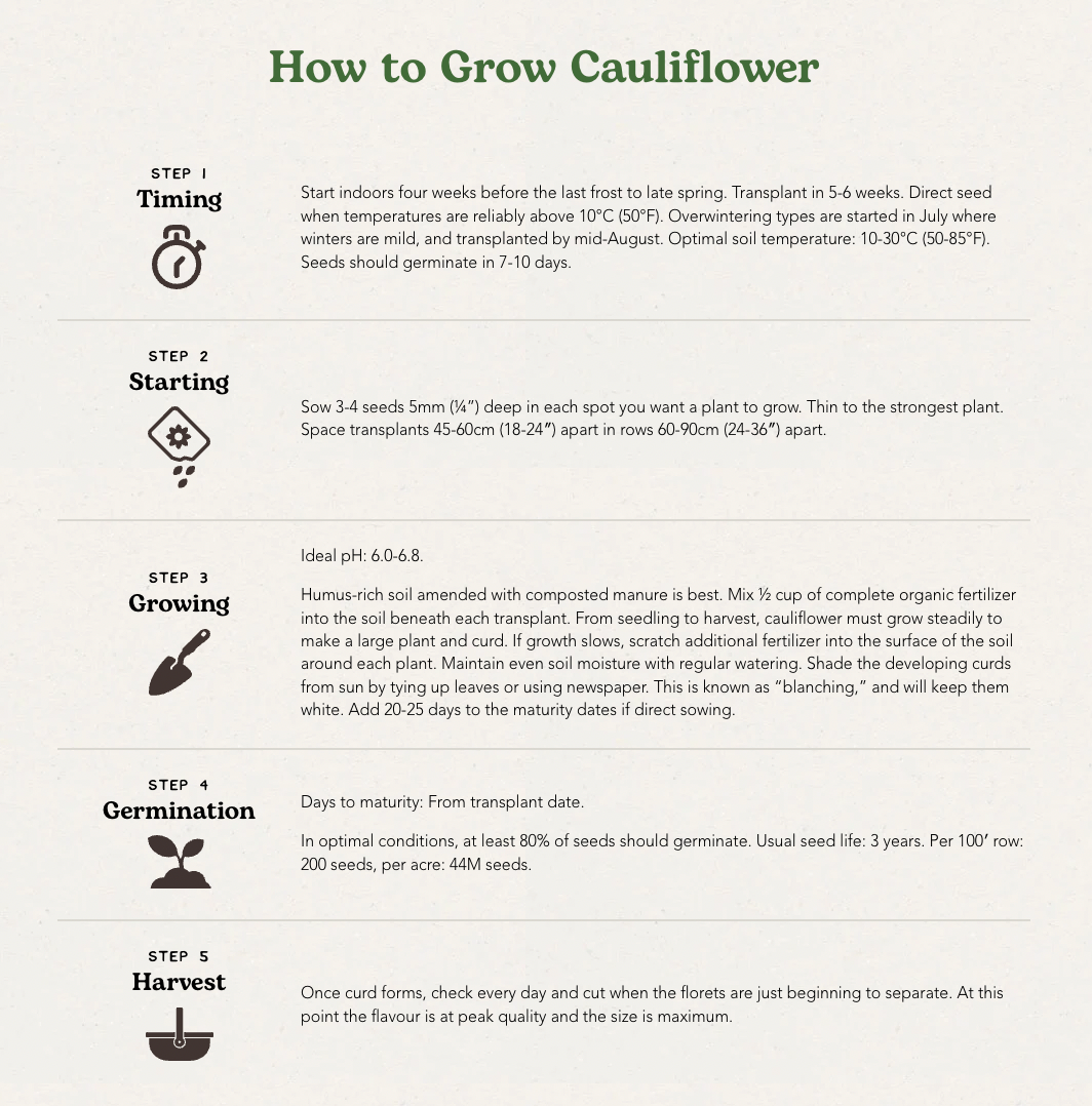 West Coast Seeds (Amazing Cauliflower)