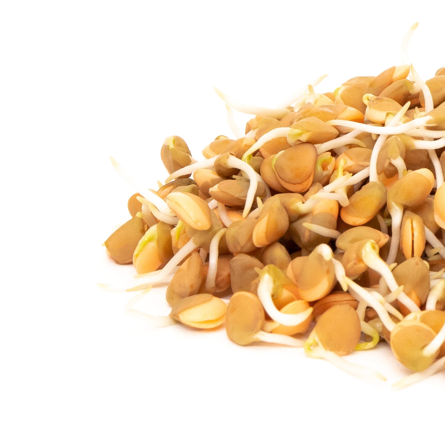 Mumm's Sprouting Seeds Crimson Lentils