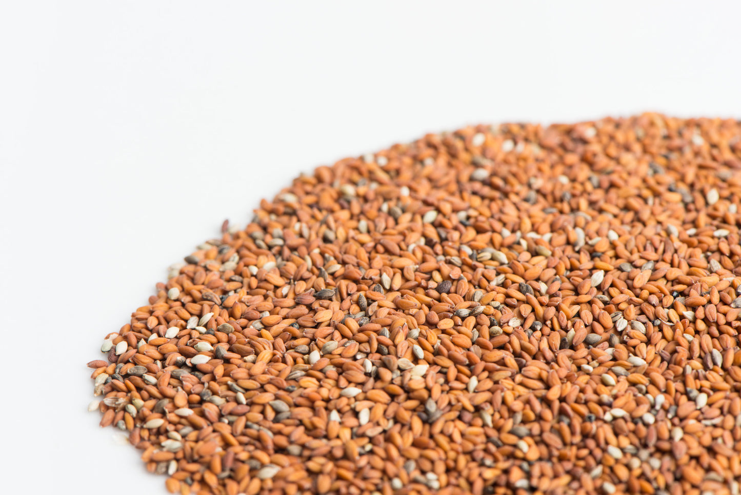 Mumm's Sprouting Seeds Cresson frisé (cresson de jardin)