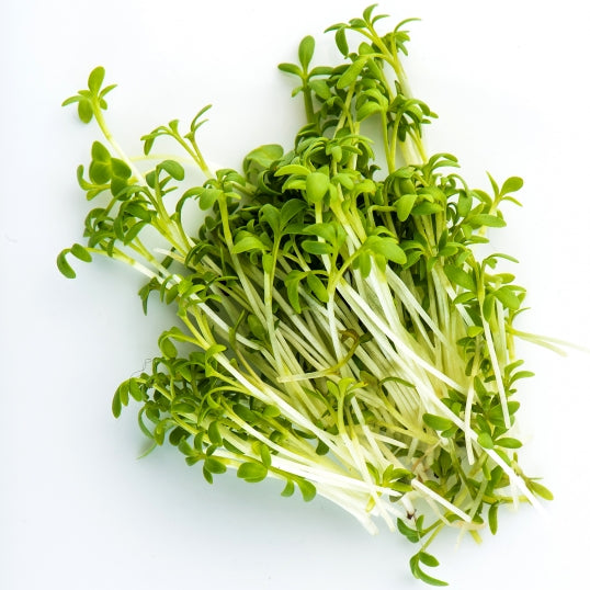 Mumm's Sprouting Seeds Cresson frisé (cresson de jardin)