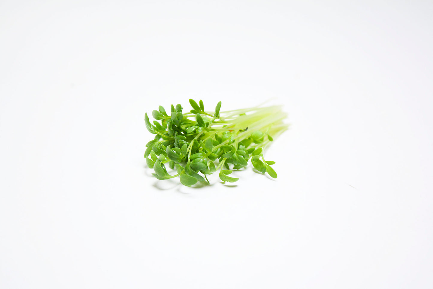 Mumm's Sprouting Seeds Cresson frisé (cresson de jardin)