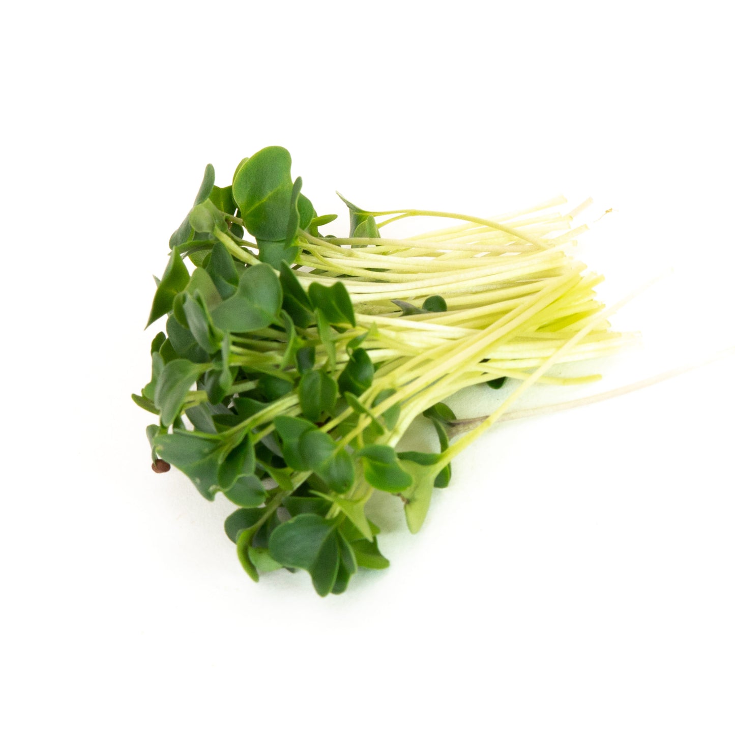 Graines germées de Mumm's chou vert
