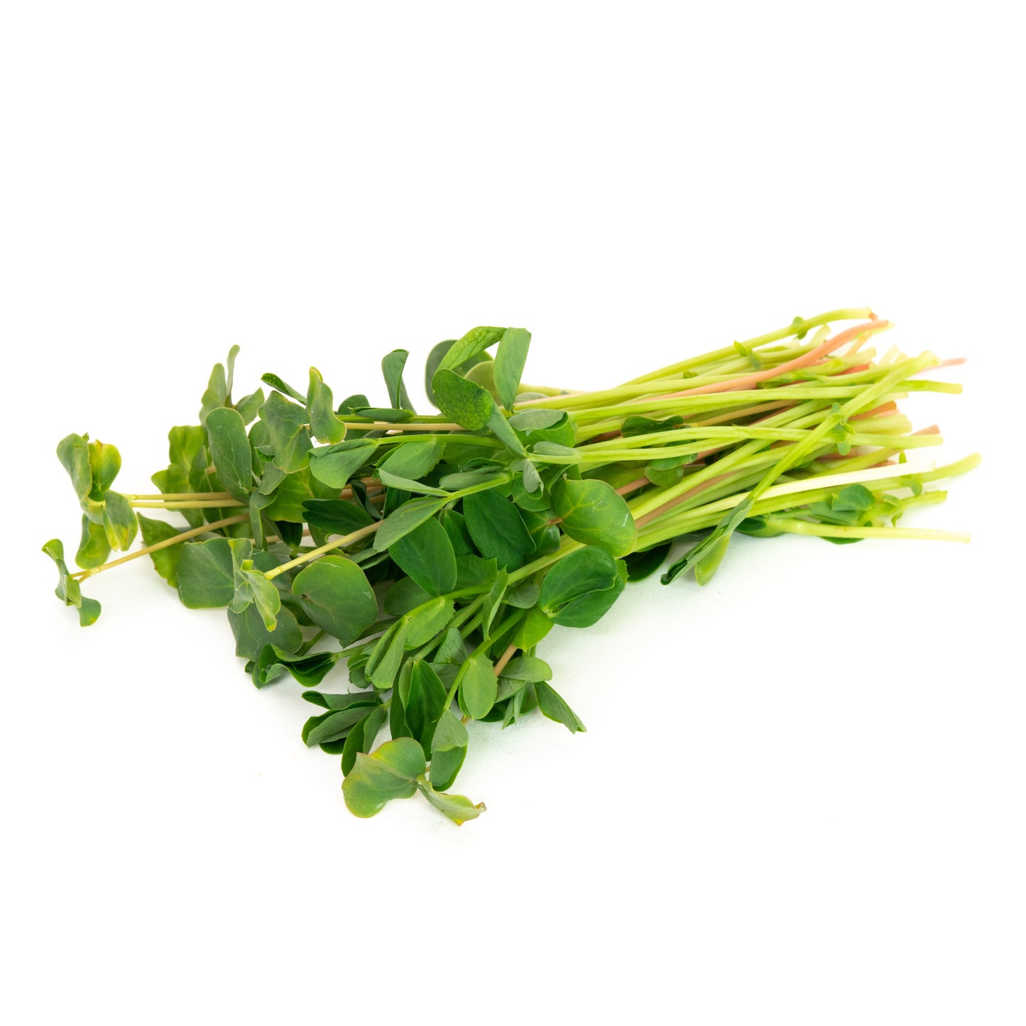 Mumm's Sprouting Seeds Microgreen Salad Mix