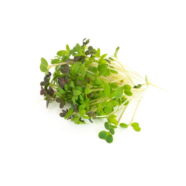 Mélange de micro-verts épicés Mumm's Sprouting Seeds