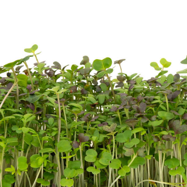Mélange de micro-verts épicés Mumm's Sprouting Seeds