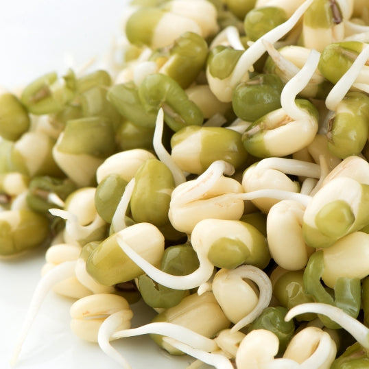 Mumm's Sprouting Seeds Mung Beans