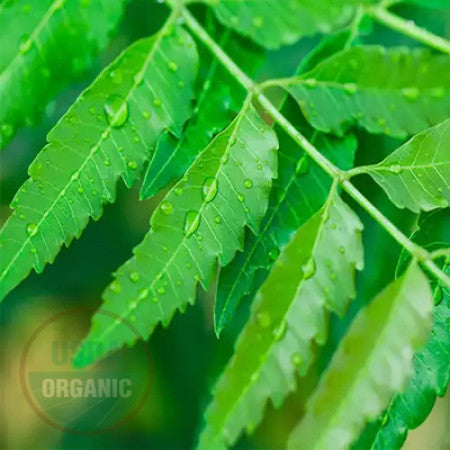 Neem Oil (Water Soluble)