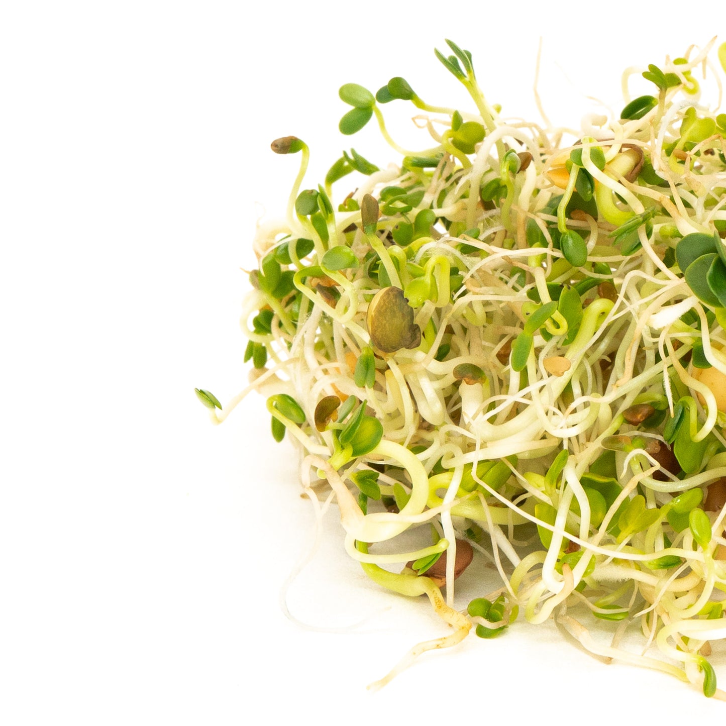 Mumm's Sprouting Seeds - Croquant de lentilles épicé