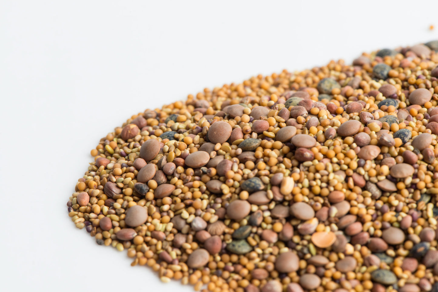 Mumm's Sprouting Seeds - Croquant de lentilles épicé
