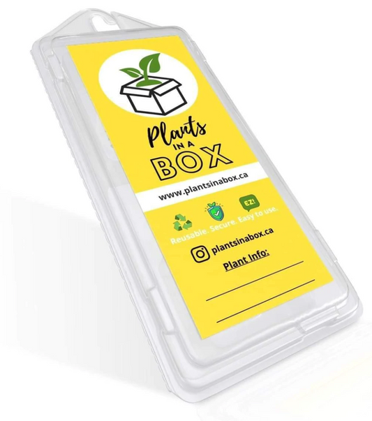 Plants In A Box (Sale 30% OFF)