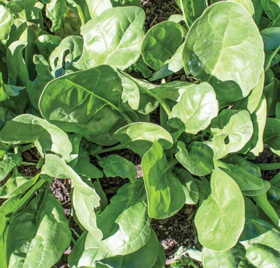 West Coast Seeds (Yukon Spinach)