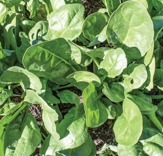 West Coast Seeds (Yukon Spinach)