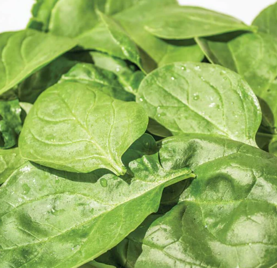 West Coast Seeds (Yukon Spinach)