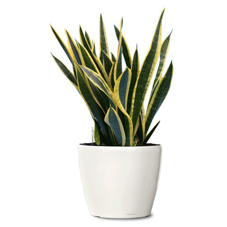 Snake Plant - Plants