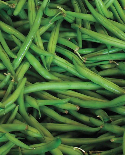 West Coast Seeds (Blue Lake Beans)