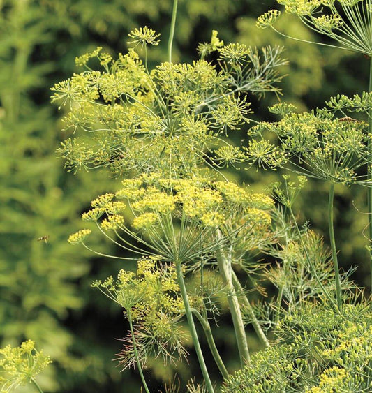 Graines de la Côte Ouest (Bouquet d'Aneth)