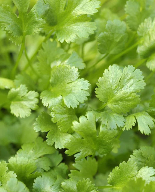 西海岸种子(Calypso Cilantro)