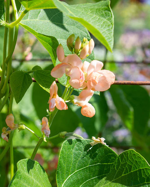 West Coast Seeds (Celebration Beans)
