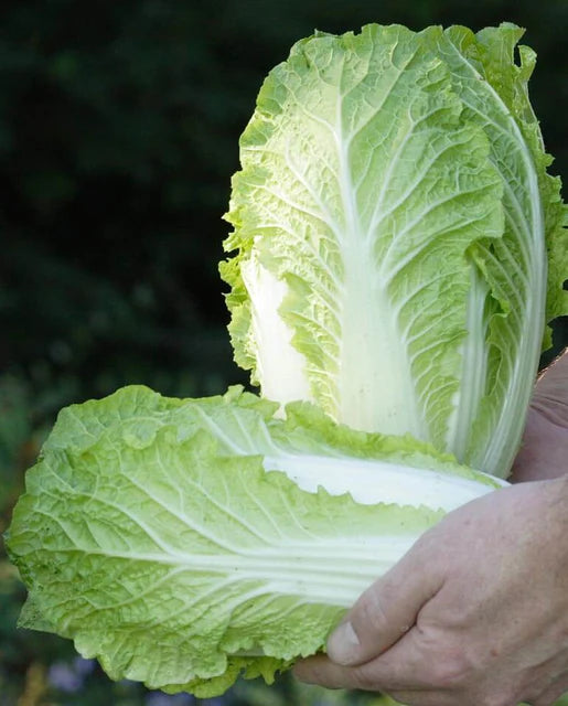 West Coast Seeds (China Express Cabbage) (Sui Choi)