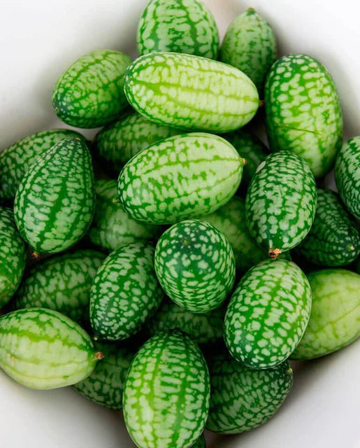 West Coast Seeds (Cucamelon)